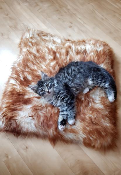 Lambskin Cat Cushion Stracciatella