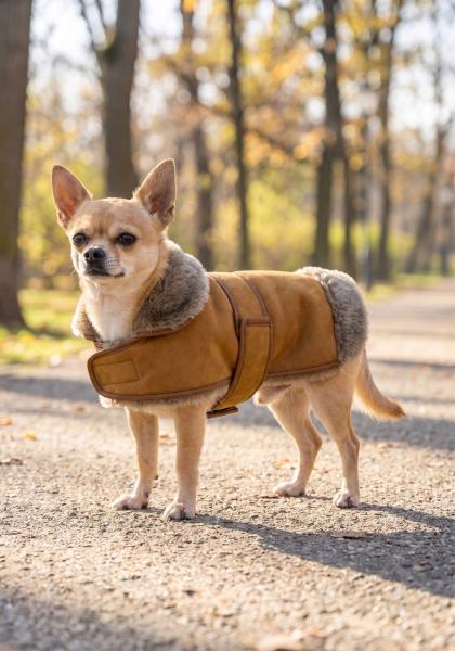 Lammfell Hundemantel mit Klettverschluss Modell 5