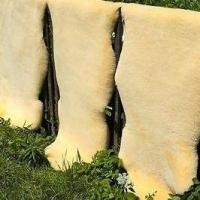 Vorschau: Lammfell - Baby gold 110-120 cm